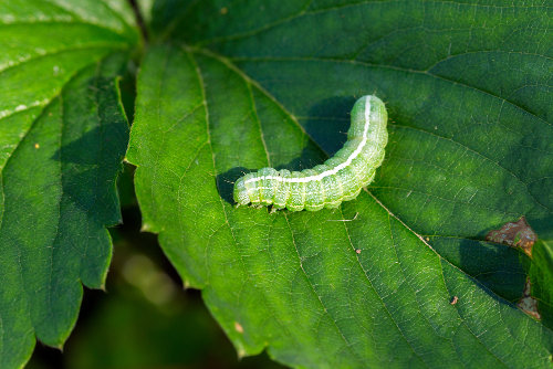A lagarta é um estágio do desenvolvimento da borboleta responsável por destruir plantações