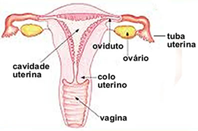 Ciclo menstrual e suas fases - Toda Matéria