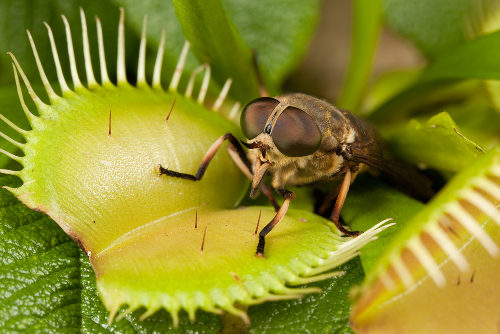 A planta carnívora apresenta uma resposta ao ser tocada por um inseto
