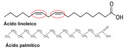 Figura ilustrando a cadeia saturada, com ligações simples; e a cadeia insaturada, com ligações duplas