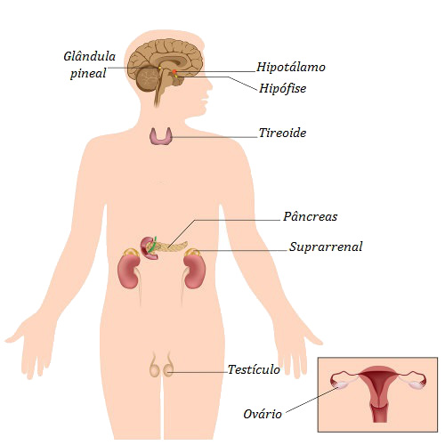 Acima são ilustradas as principais glândulas do sistema endócrino