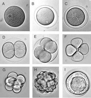 Diferentes fases embrionárias