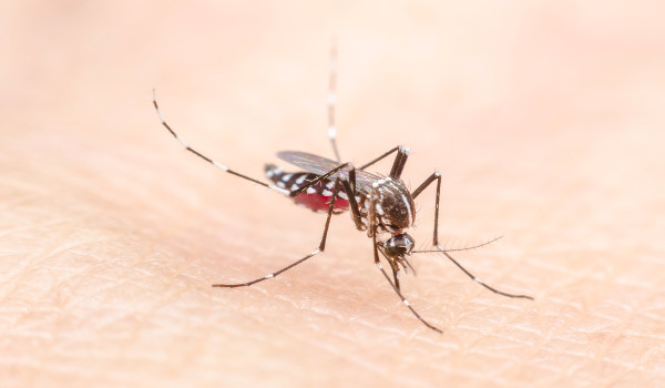 AEDES AEGYPTI : mosquito transmissor da febre amarela nas cidades.
