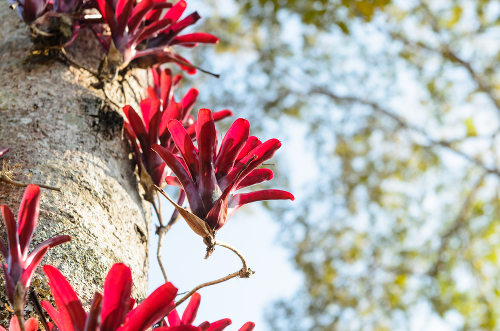 Plantas da Mata Atlântica: 10 Desenhos para Imprimir e Colorir