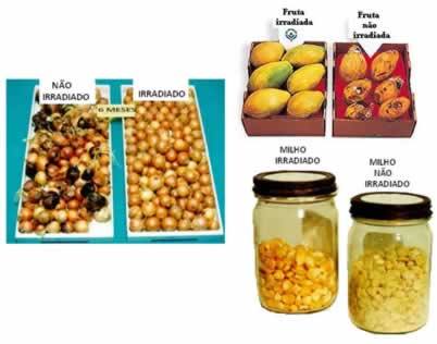 Cebola, mamões e grãos de milho irradiados e não irradiados