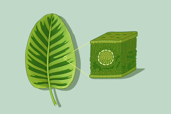 A folha é um órgão vegetal relacionado, entre outras funções, com o processo de fotossíntese.