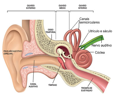 Na figura podemos observar o sáculo, utrículo e canais semicirculares que compõem o labirinto