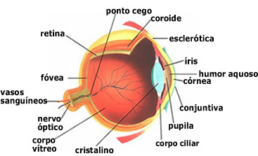 Anatomia do olho humano