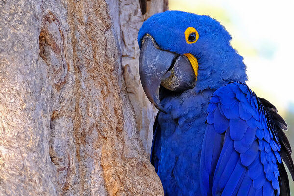 A arara-azul é uma espécie de arara de grande porte encontrada em nosso país.