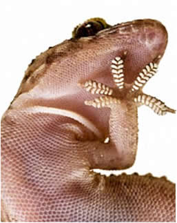 As forças de aderência entre as patas da lagartixa e as superfícies por onde andam são forças de dispersão de London