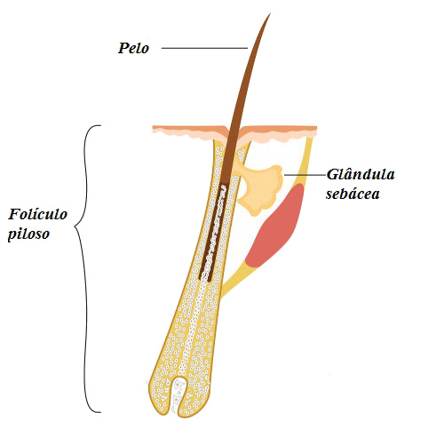 As glândulas sebáceas são responsáveis por produzir o sebo