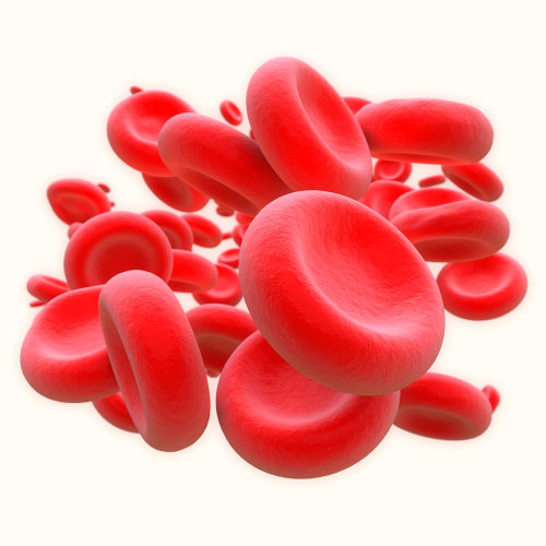 As hemácias são células sanguíneas que garantem o transporte de oxigênio pelo corpo