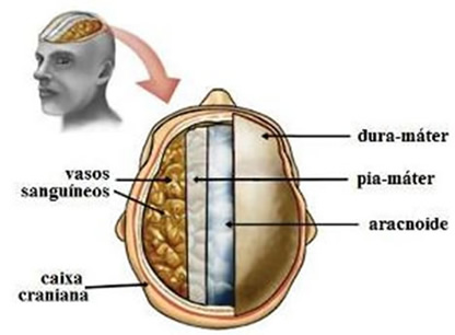 As meninges: dura-máter, pia-máter e aracnoide