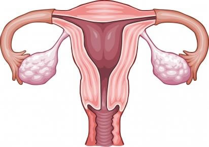 O aparelho reprodutor interno: útero, ovários, trompas, vagina.