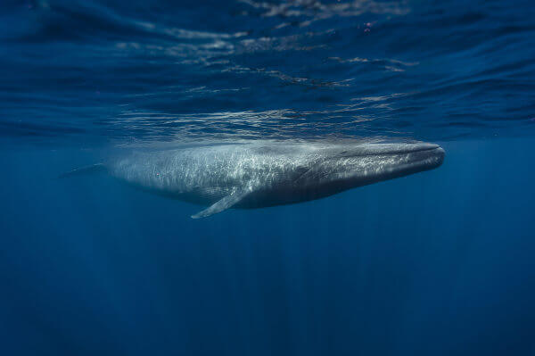 A baleia-azul é o maior animal do mundo.