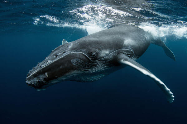 A baleia jubarte é uma espécie de baleia que pode ser avistada anualmente no Brasil.