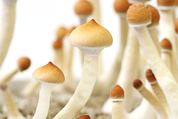 Os cogumelos alucinógenos podem causar alucinações e “bad trips”