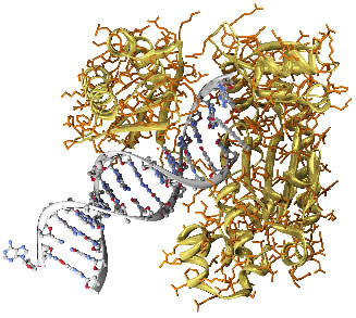 O benzopireno se liga ao DNA e modifica sua estrutura