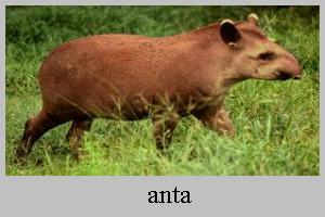 Anta (Tapirus terestris): representante da biodiversidade brasileira.  