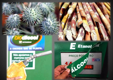 O biodiesel e o etanol são os principais biocombustíveis produzidos no Brasil