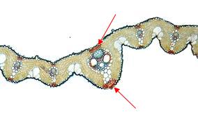 O esclerênquima é um tecido caracterizado por apresentar células com paredes espessadas de forma regular