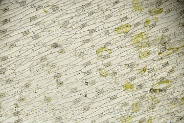 Com o molde da epiderme foliar, é possível analisar estruturas como os estômatos e tricomas