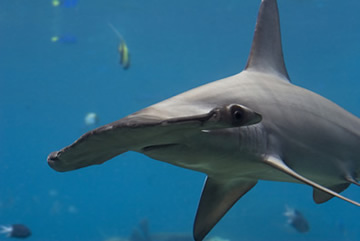 Cação-panã (Sphyrna mokarran): espécie de tubarão-martelo encontrada no Brasil