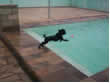 dog on the pool