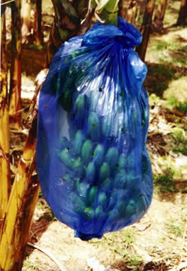 Em diversas plantações os cachos de banana são envolvidos em sacos plásticos