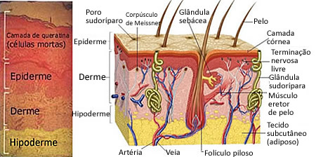 Camadas da pele: epiderme, derme e hipoderme
