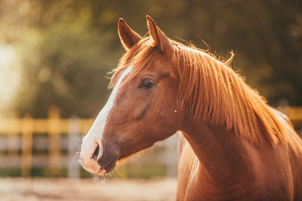 ANATOMIA: O EXTERIOR DO CAVALO