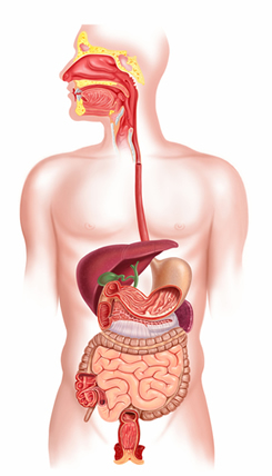 Desenho esquemático dos órgãos constituintes do sistema digestório humano