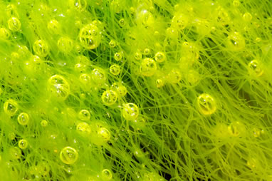 O bioetanol das algas ajuda a reduzir a emissão de gás carbônico, porque este é capturado por elas para acelerar seu processo de fotossíntese
