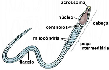 O espermatozoide é a célula reprodutiva de todos os animais machos
