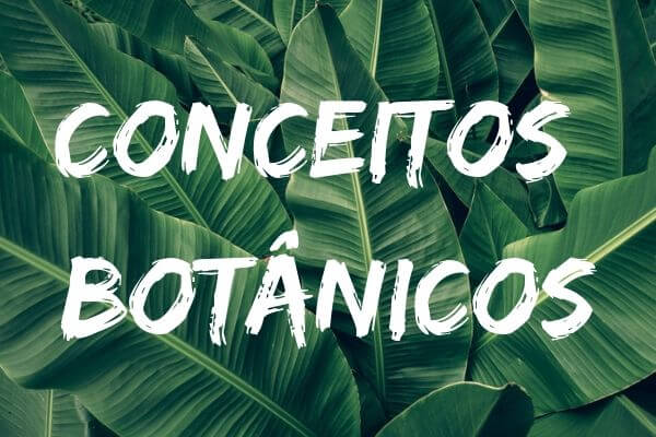 Quando conhecemos bem os diferentes termos da Botânica, fica mais fácil compreender essa área da Biologia.