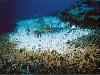 O embranquecimento de corais é um problema químico e ambiental.