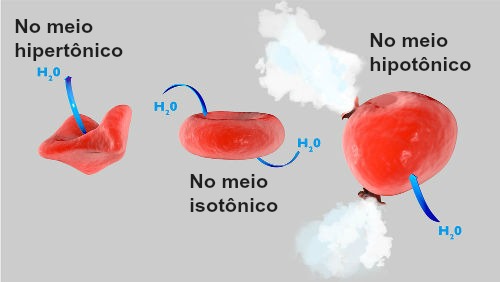 Demonstração do fenômeno da osmose em células sanguíneas