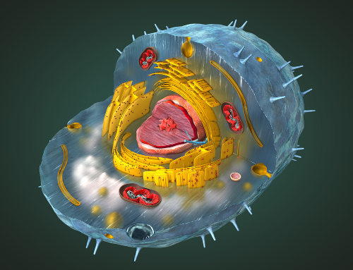Denomina-se de citoplasma a porção da célula que engloba o citosol e as organelas citoplasmáticas