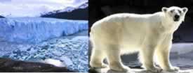 O degelo no Ártico tem ocasionado a morte de diversos animais, como o urso polar