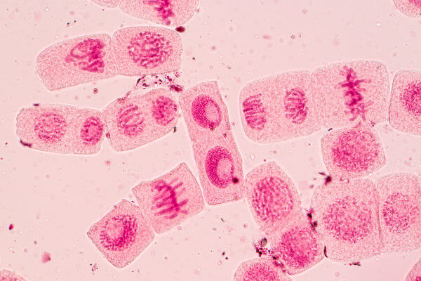 Na mitose, uma célula divide-se dando origem a duas células filhas com a mesma quantidade de cromossomos da célula que as originou.