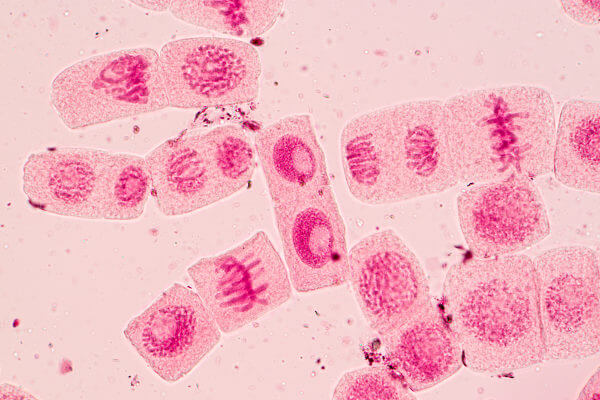 Mitose e meiose: Os dois processos de divisão celular - UOL Educação