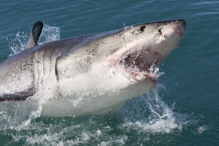 Os tubarões são peixes cartilaginosos. Observe o detalhe de suas fendas branquiais expostas