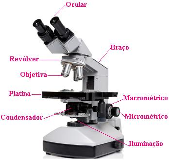 Observe as principais partes de um microscópio óptico