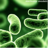 Bactérias – essenciais para nossa vida e a do planeta!