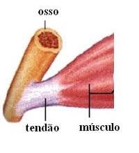 A tendinite ocorre por causa de uma inflamação nos tendões