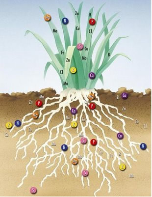Os elementos químicos retirados do solo possibilitam o desenvolvimento das plantas