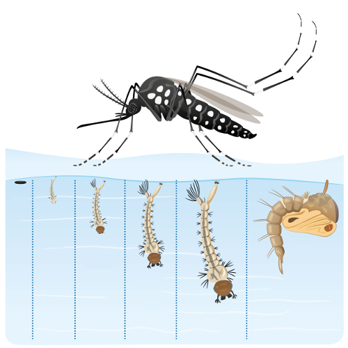 Estágios de desenvolvimento do Aedes aegypti
