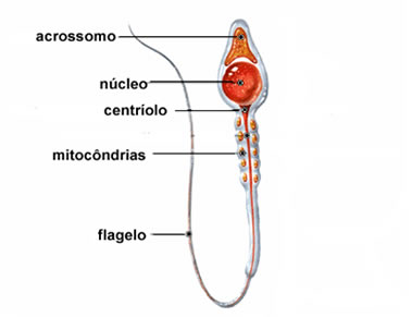 Na figura acima podemos observar as estruturas que compõem um espermatozoide