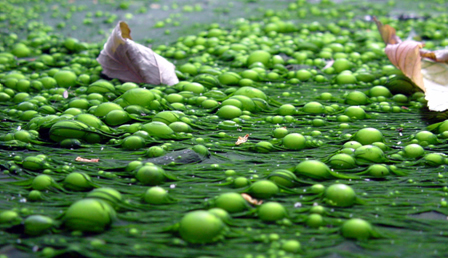 A proliferação excessiva de algas é denominada eutrofização.