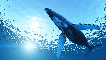 A baleia-azul é o maior animal do mundo, podendo atingir cerca de 30 metros de comprimento